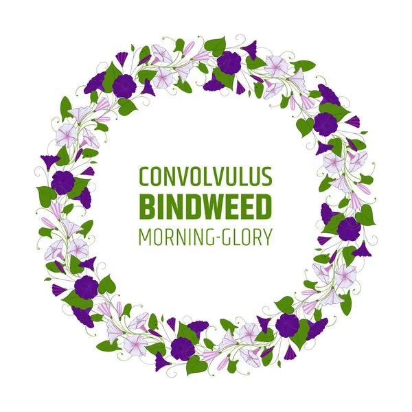 Garland with bindweed flowers. Element for design wreath morning-glory. convolvulus blossom pattern.