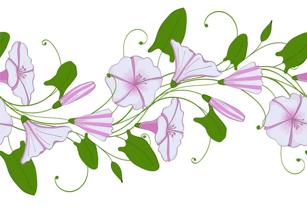 Seamless Pattern White Pink Convolvulus Garland Bindweed Flowers Morning Glory — Stock Photo, Image