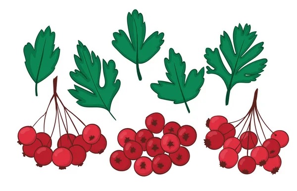 设置分离植物元素山楂 山楂或山楂成熟浆果的叶子和束 — 图库照片