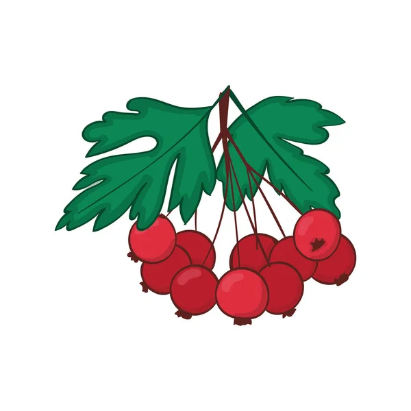 Bunch Ripe Berries Hawthorn Crataegaus Haw Cluster Autumn Berries Twig — Stock Vector