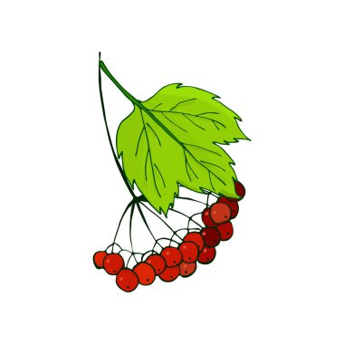 kartopu şube. Yeşillik içinde olgunlaşmış sonbahar kırmızı meyveler ile demet