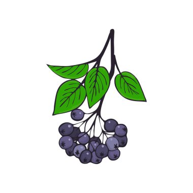 aronia izole dalı. Bir grup siyah Rowan. Çilek ve yaprakları ile twig. Sonbahar bitki