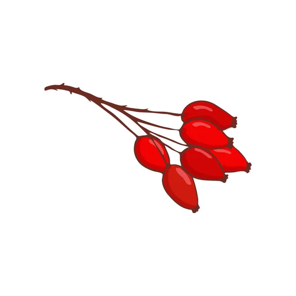 Μάτσο Τριαντάφυλλο ισχίου ή αγριοτριανταφυλλιάς. Απομονωμένη κλαδί με κόκκινα μούρα — Διανυσματικό Αρχείο