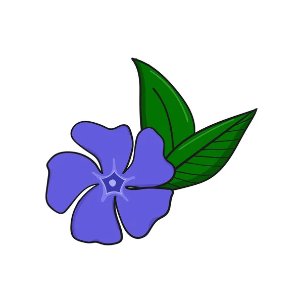Periwinkle blomma från ovan. knopp och blad av vinca. — Stock vektor