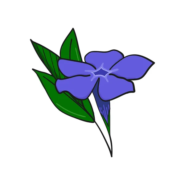 Periwinkle blomma på sidan. knopp och blad av vinca. — Stock vektor