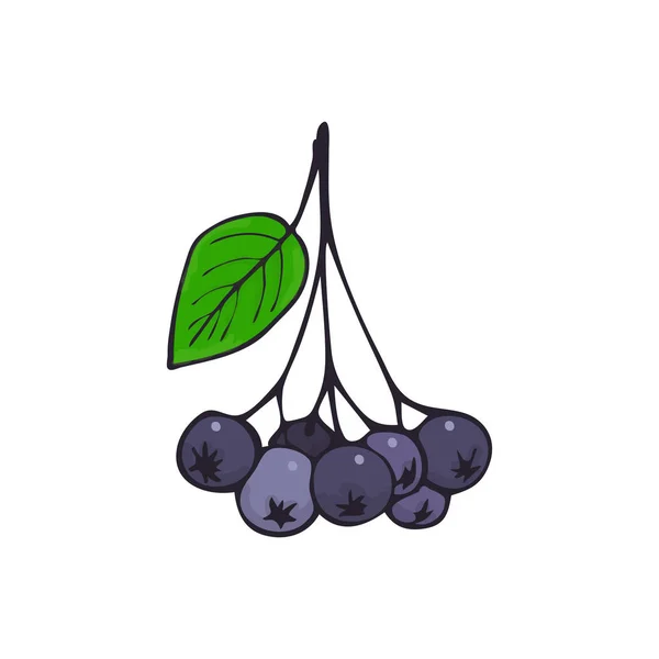 Zweig der Aronia. Schwarzer Ebereschenstrauß. Zweig mit Beeren und Blättern — Stockvektor
