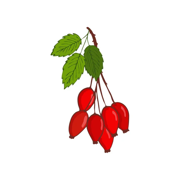Μάτσο Τριαντάφυλλο ισχίου ή αγριοτριανταφυλλιάς. κλαδί με μούρα και φύλλα — Διανυσματικό Αρχείο