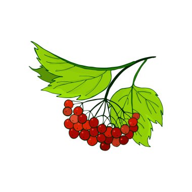 kartopu şube. Yeşillik içinde olgunlaşmış sonbahar kırmızı meyveler ile demet