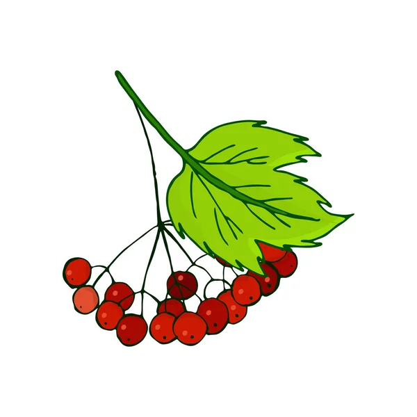 Rama viburnum. Ramo de bayas rojas maduras de otoño en follaje — Vector de stock