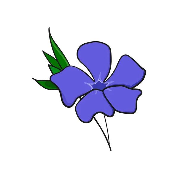 Periwinkle blomma. knopp och blad av vinca. — Stock vektor