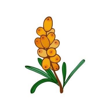 Deniz cehri şube ve bir küme. yaprak ve meyveleri