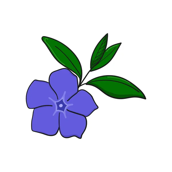 Periwinkle blomma. knopp och blad av vinca. — Stock vektor