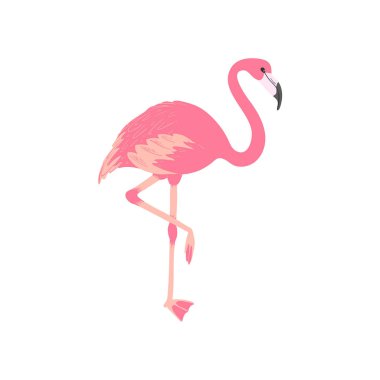 Pembe flamingo. İzole edilmiş egzotik kuş. Tropik hayvan. Yaz illüstrasyonu