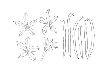 Vanilya çiçek ve pod seti. İzole edilmiş bir baharat. Vanilya Aroması