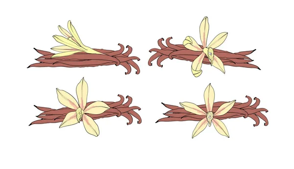 Set di baccelli e fiori alla vaniglia. Una spezia isolata. Aroma alla vaniglia — Vettoriale Stock