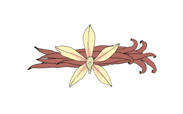 Λουλούδι με βανίλια και κάψουλα. Ένα απομονωμένο μπαχαρικό. Αρώματα βανίλιας — Διανυσματικό Αρχείο