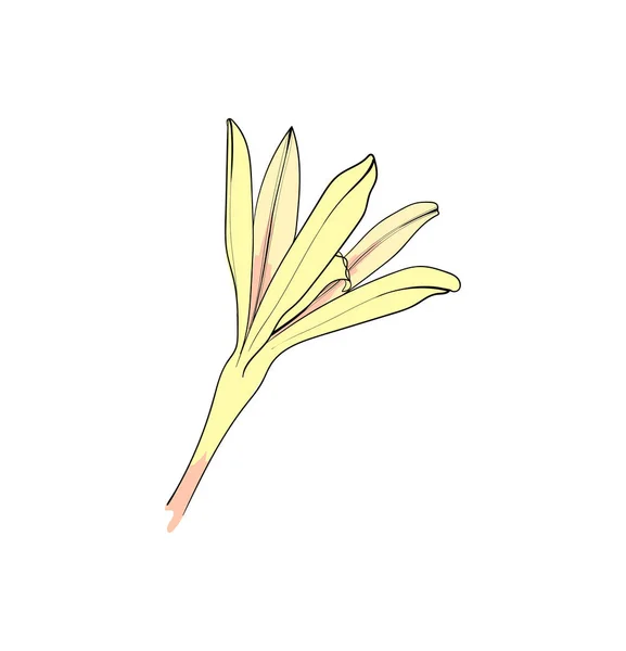Vanilkový aromatický květ. Izolované koření. Vanilková příchuť — Stockový vektor