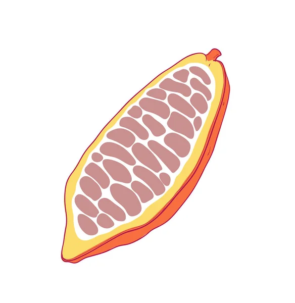 Fruta abierta de cacao. Chocolate con cacao. Ilustración aislada — Vector de stock