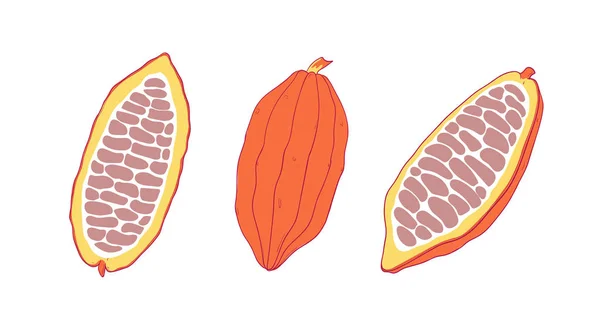 Conjunto de frutas de cacau. Grãos de cacau de chocolate. Ilustração isolada — Vetor de Stock