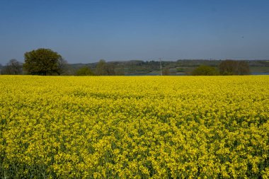Beautiful landscape of canola seed farm during blooming season in spring. clipart
