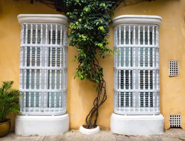 Cartagena, Kolombiya Getsemani Mahallesi'nde iki pencere arasında bir ağaç kadar büyür. 