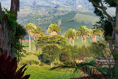 Palmiye ağaçları Manizales, Kolombiya yakınındaki bir kahve saç ekimi, sabah ışık aydınlatır.