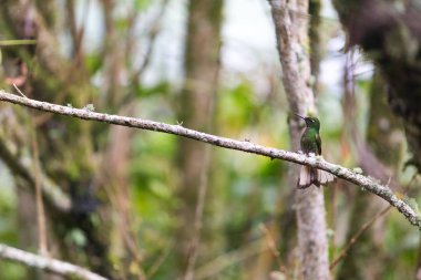 Recinto del Pensamiento tabiatı Manizales, Kolombiya yakınındaki bulut ormandaki bir güzel turkuaz ve mavi sinek kuşu. 