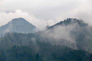 Bulut orman Recinto del Pensamiento doğa rezerv Manizales, Kolombiya yakınındaki yakınındaki. 