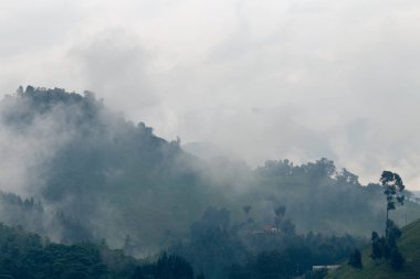Recinto del Pensamiento tabiatı Manizales, Kolombiya yakınındaki bulut ormandaki sis. 