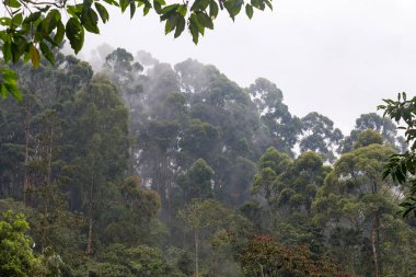 Ağaç ve sis Recinto del Pensamiento doğa, bulut ormandaki Manizales, Kolombiya rezerv. 