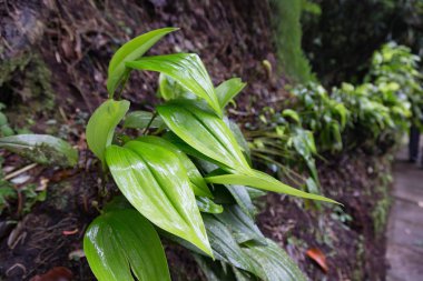 Recinto del Pensamiento doğa, bulut ormandaki yeşillik rezerv Manizales, Kolombiya. 