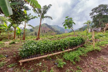 Chinchina, Kolombiya yakınındaki bir kahve Ekim itibariyle dikilecek genç kahve ağaçları bekleyin. 