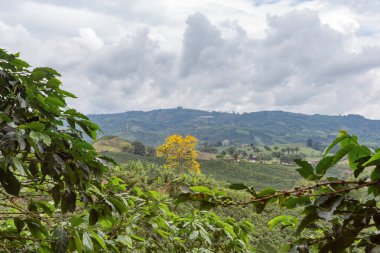 Chinchina, Kolombiya yakınındaki bir kahve Ekim ortasında sarı bir ağaç yetişir. 