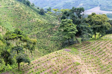 Yeni dikilen kahve ağaçları Caldas Kolombiya devlet Chinchina yakınındaki bir kahve Ekim hillside nokta.
