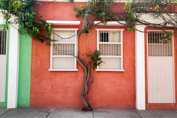 Albero Che Cresce Sul Muro Una Casa Arancione Nel Quartiere — Foto Stock