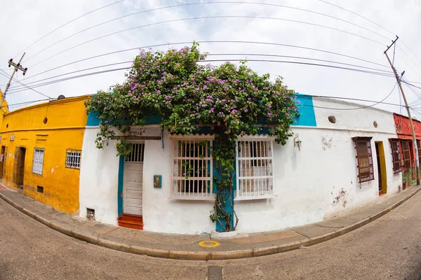 Árbol Crece Lado Una Casa Barrio Getsemani Cartagena Colombia —  Fotos de Stock