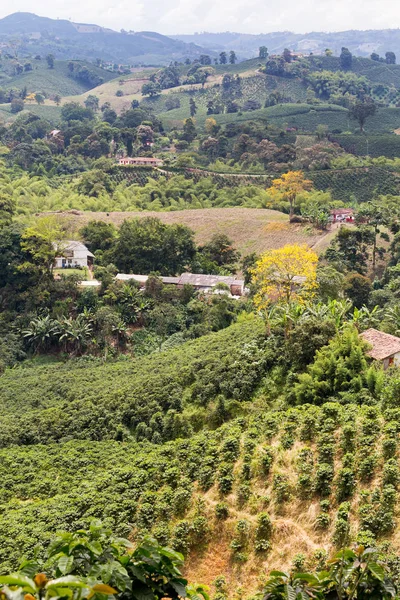 Arckép Kilátás Növények Kávé Egy Ültetvény Közelében Chinchina Kolumbia — Stock Fotó