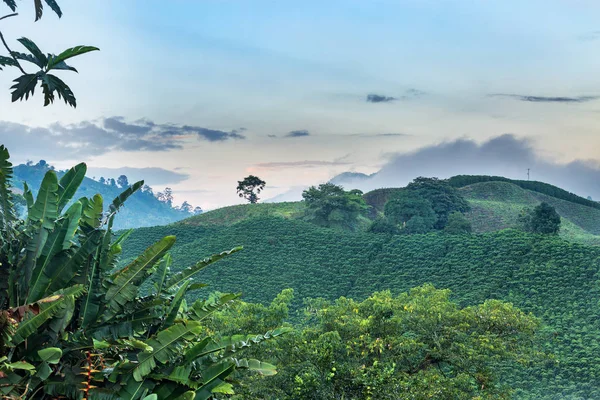 Dawn Světlo Ukazuje Krásné Zelené Nádheře Kolumbijská Káva Trojúhelníku — Stock fotografie