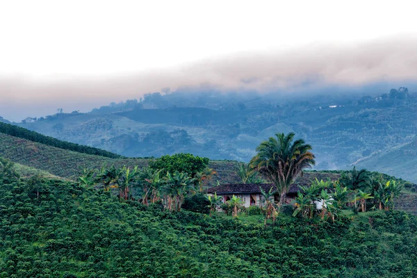 Piękny Widok Plantacji Kawy Predawn Światła Pobliżu Manizales Colombia — Zdjęcie stockowe