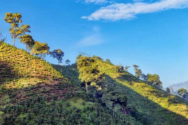 Káva Rostliny Tečka Svahu Kávové Plantáži Poblíž Manizales Kávě Trojúhelník — Stock fotografie