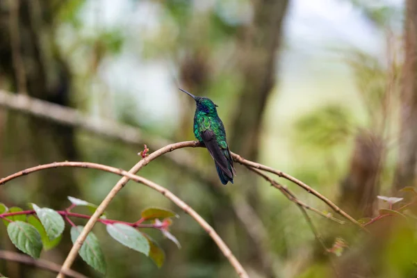 Bellissimo Colibrì Turchese Blu Nella Foresta Pluviale Della Riserva Naturale — Foto Stock