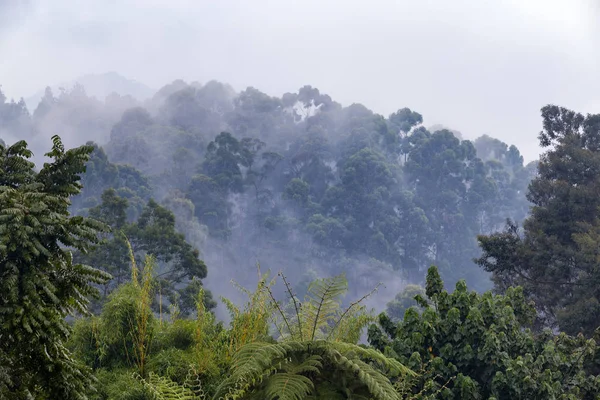 Ağaç Sis Recinto Del Pensamiento Doğa Bulut Ormandaki Manizales Kolombiya — Stok fotoğraf