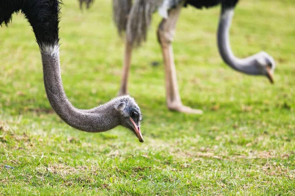 Ostriches Recinto Del Pensamiento Nature Reserve Manizales Colombia — Stock Photo, Image