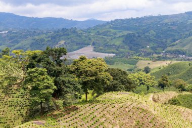 A verdent green valley dotted with newly planted coffee bushes near Chinchina, Colombia. clipart