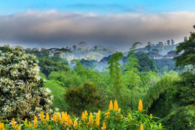 Bir kahve plantasyon içinde ışık şafak, tropikal bitkiler Manizales, Kolombiya yakınındaki.