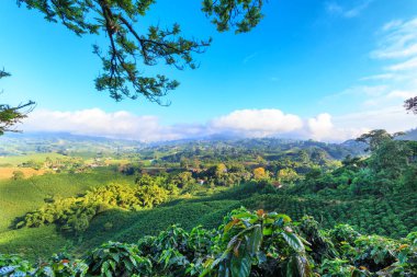 Parlak mavi gökyüzü görünümü Manizales Kolombiya'da kahve üçgeni yakınındaki bir kahve Ekim.