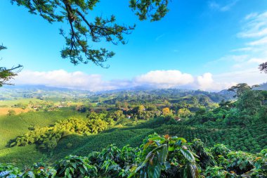 Brilliant blue sky view of a Coffee plantation near Manizales in the Coffee Triangle of Colombia. clipart