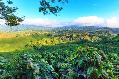 Bir kahve saç ekimi ile kahve bitki ön planda Kolombiya'da kahve üçgen Manizales yakınındaki görünümünü.
