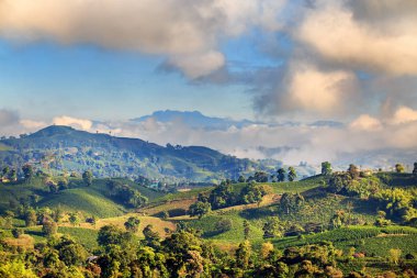 View of a Coffee plantation near Manizales in the Coffee Triangle of Colombia with the Nevado del Ruiz in the background. clipart