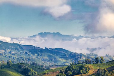 Early morning blue light hits a Coffee plantation near Manizales in the Coffee Triangle of Colombia with the Nevado del Ruiz Volcanoe in the background. clipart